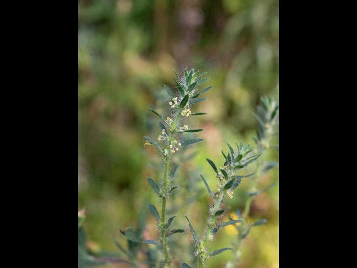 Kochia balais (Bassia scoparia)_21