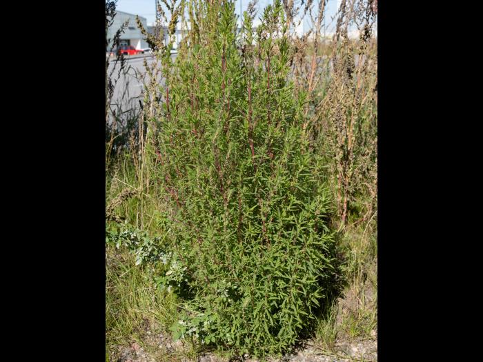 Kochia balais (Bassia scoparia)_22