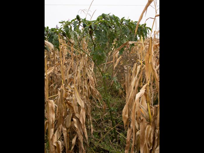 Stramoine commune(Datura stramonium)_12