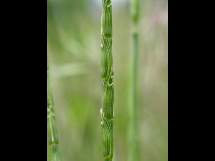 Égilope cylindrique(Aegilops cylindrica)_2