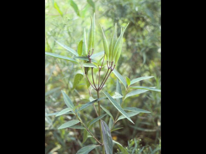 Asclépiade incarnate(Asclepias incarnata)_3