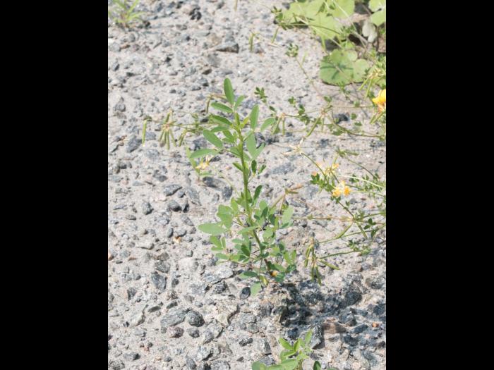 Mélilot blanc (Melilotus albus)_4