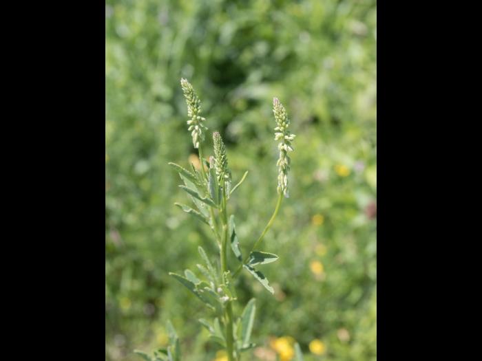 Mélilot blanc (Melilotus albus)_7