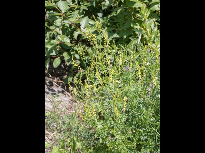 Mélilot jaune (Melilotus officinalis)_10