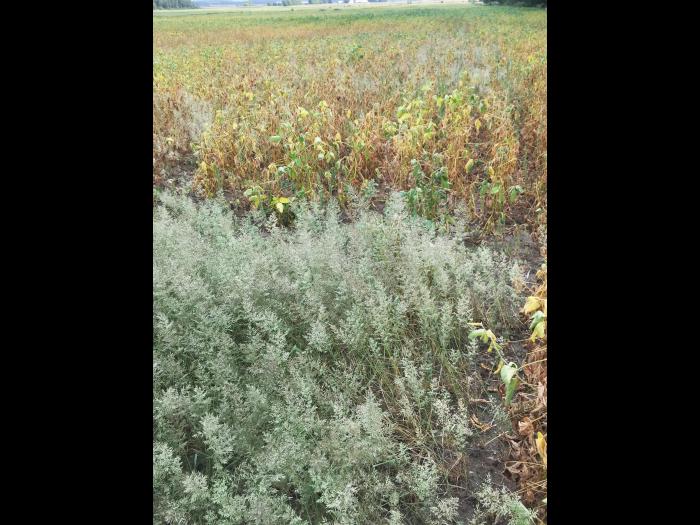 Éragrostide fétide (Eragrostis cilianensis)_2