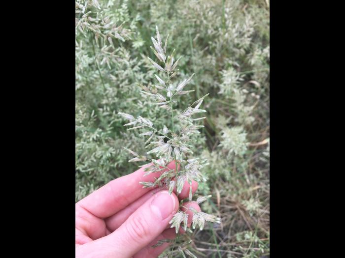 Éragrostide fétide (Eragrostis cilianensis)_4