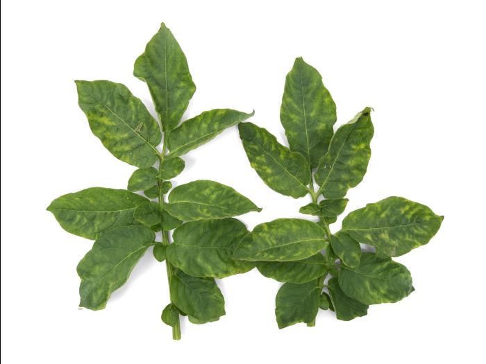  Pomme de terre - Virus Y de la pomme de terre (PVY)