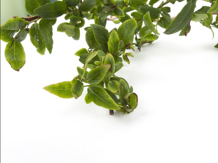 Bleuet en corymbe - Phytoplasme du flétrissement du bleuet