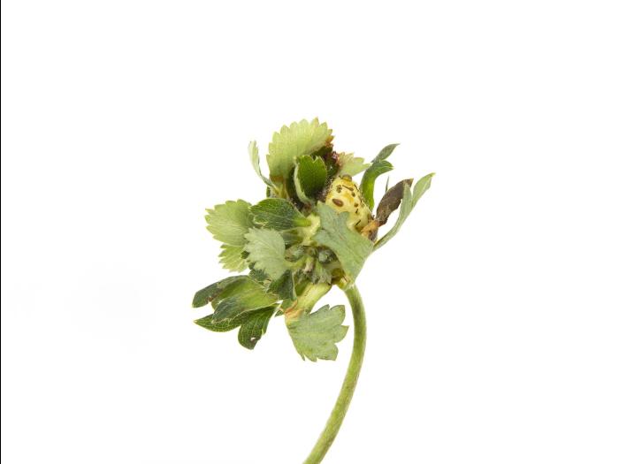 Fraise - Phytoplasme de la jaunisse de l'aster