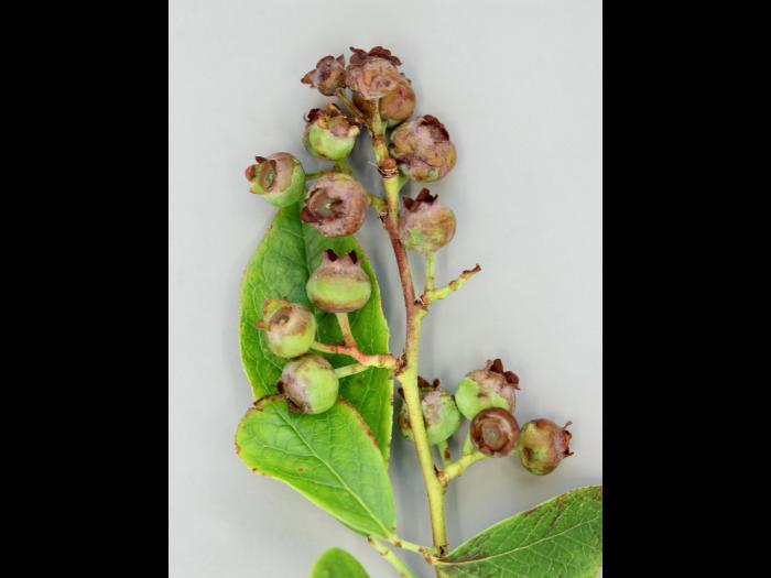 Bleuet en corymbe - malathion (1B)_2