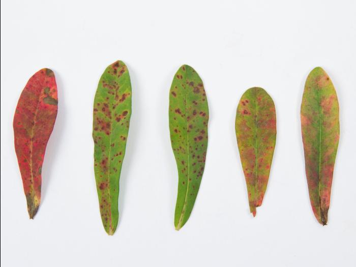 Euphorbes - indaziflam (29)_1