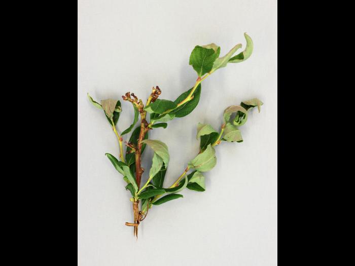 Bleuet en corymbe - clopyralide (4)_2