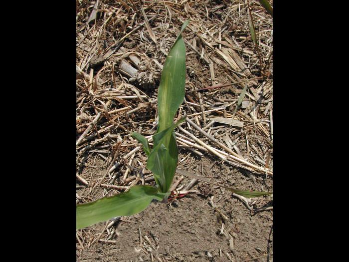 Maïs grain et fourrager - glyphosate (9)_1