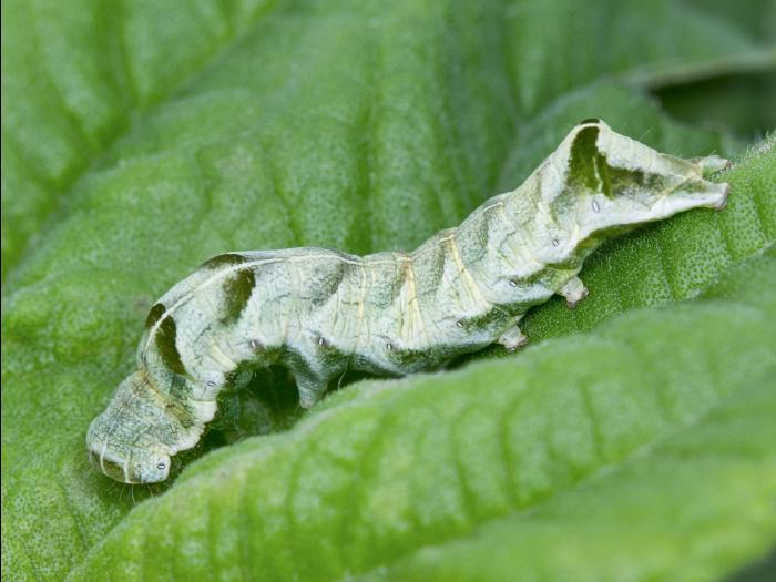 Chenille à chevrons (Melanchra adjuncta)_1