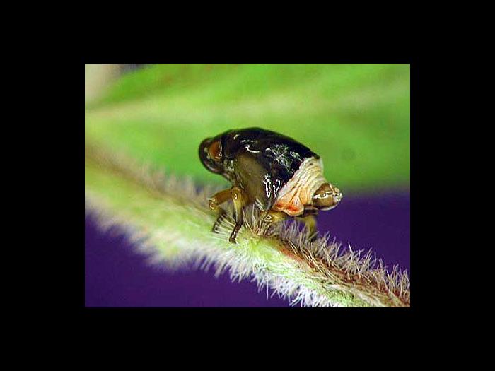 Clastoptera saintcyri_2