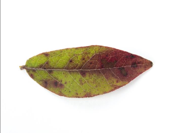 Bleuet nain - Tache septorienne (Septoria sp.)