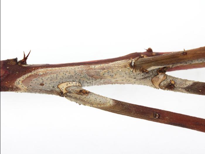 Bleuet en corymbe - Chancre à Fusicoccum (Godronia cassandrae)