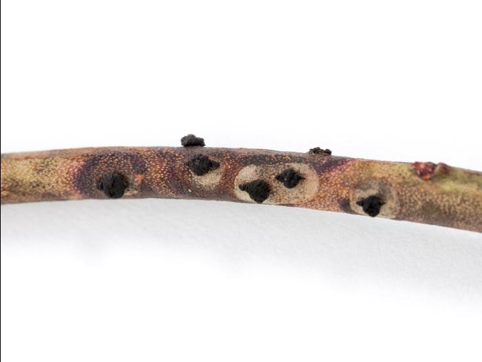 Bleuet en corymbe - Gale de tige (Gibbera vacciniicola)