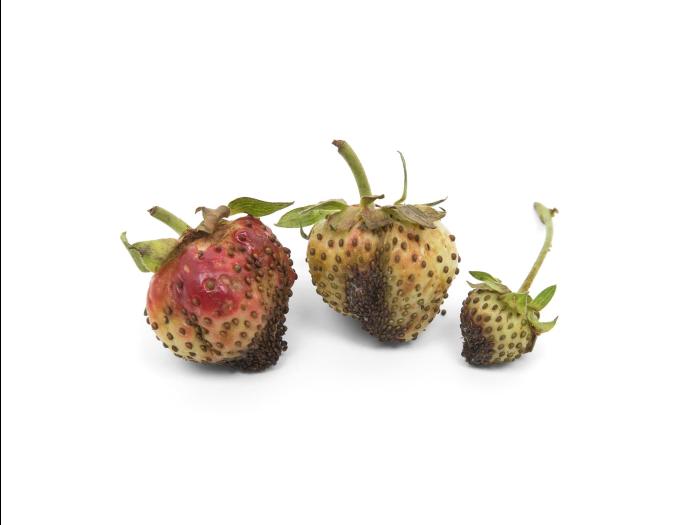 Fraise - Anthracnose (Colletotrichum acutatum)