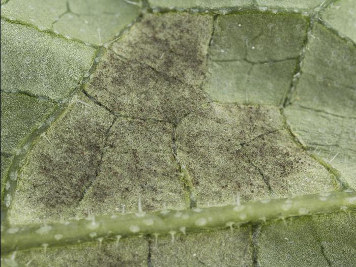 Concombre - Mildiou (Pseudoperonospora cubensis)