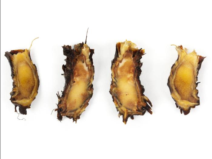 Fraise - Pourriture des racines et du collet (Phytophthora cactorum)