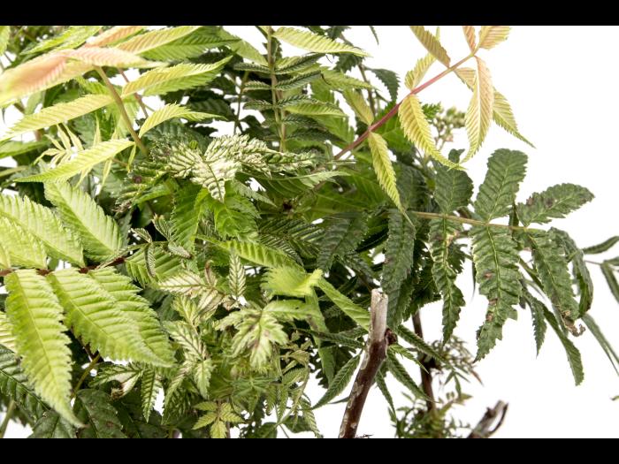 Sorbaria à feuilles de sorbier - glyphosate (9)_3