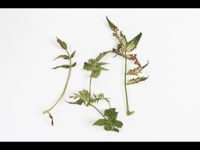 Sorbaire à feuilles de sorbier - glyphosate (9)_3