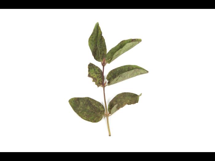 Camerise - bromoxynil (ester) (6)_2