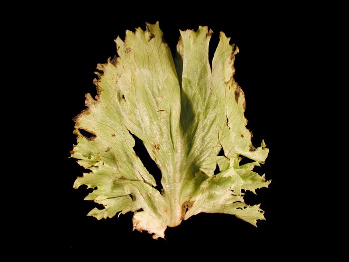 Laitues - Tache bactérienne (Pseudomonas viridiflava)_1