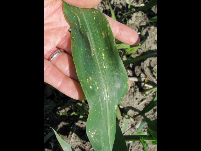 maïs grain et fourrager - adjuvant (S.O.)_1