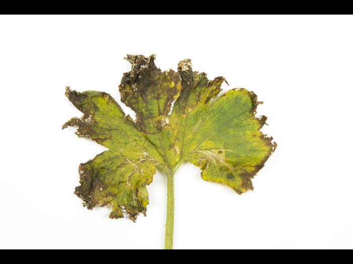 Courges - atrazine (5)_4