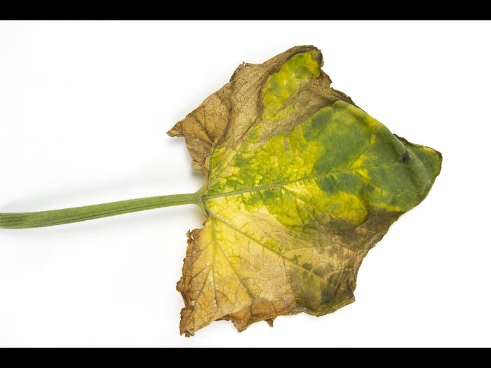 Courges - atrazine (5)_8