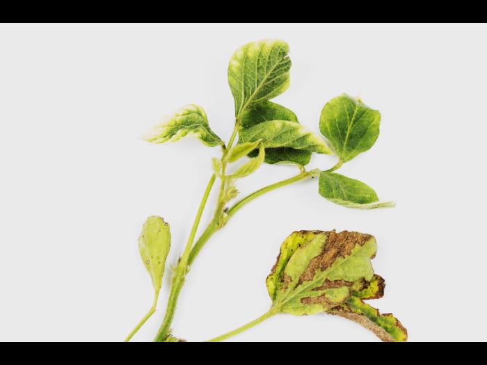 soya - glyphosate (9)_13