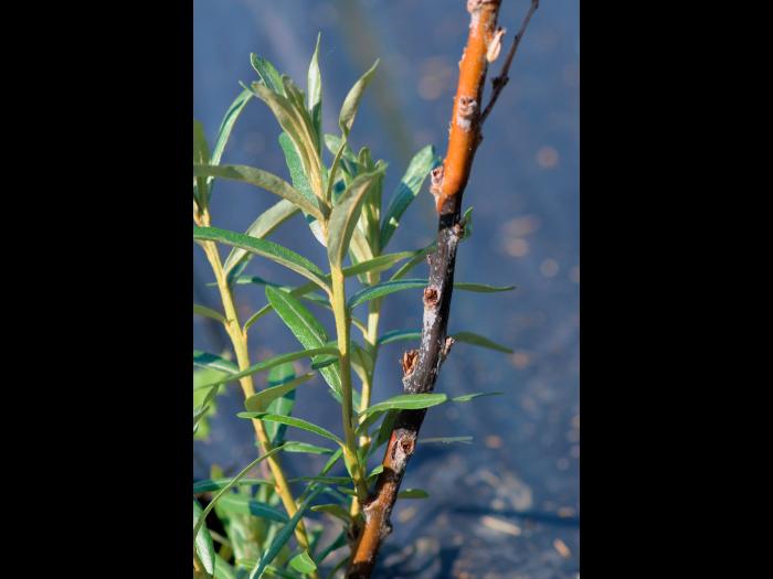 Argousier - Brûlure phomopsienne (Diaporthe eres)