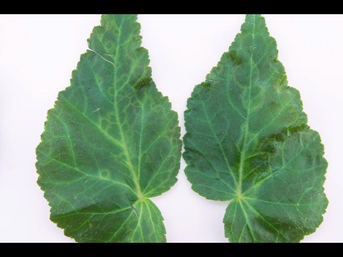 Begonias - Virus indéterminé_2