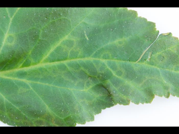 Begonias - Virus indéterminé_3