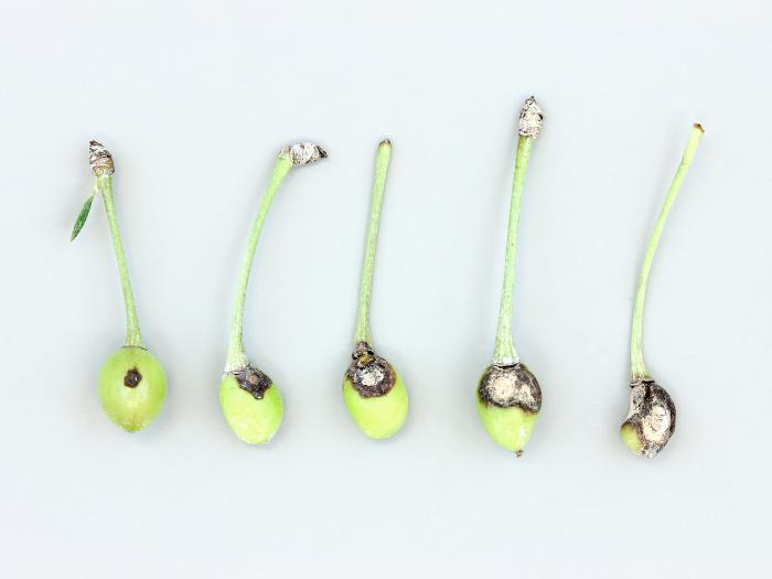 Cerise - Anthracnose (Colletotrichum sp.)_1