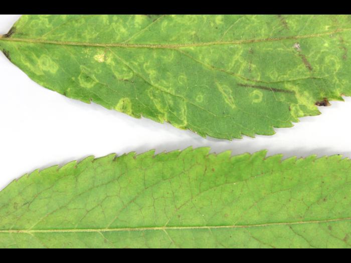 Sureaux - Virus indéterminé_2