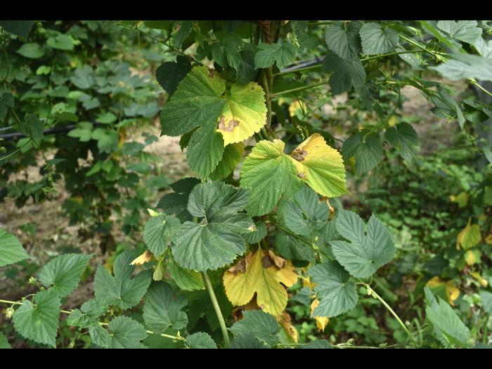 Houblon - Brûlure à halo (Diaporthe humulicola)_3