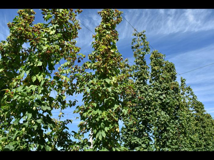 Houblon - Brûlure à halo (Diaporthe humulicola)_5