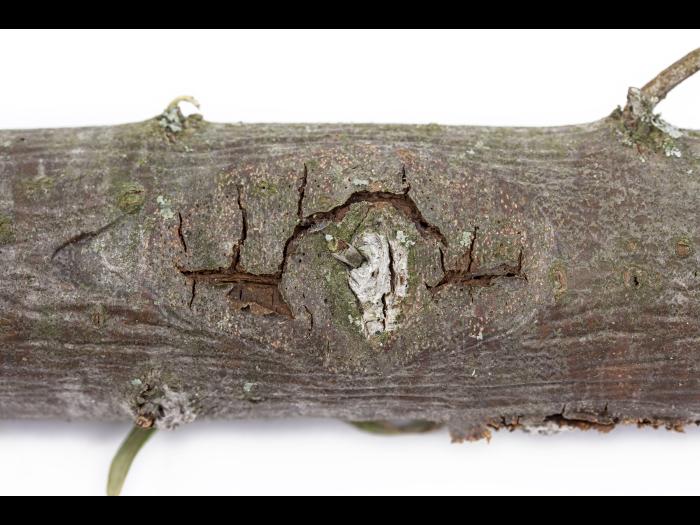 Argousier - Brûlure phomopsienne (Diaporthe eres)