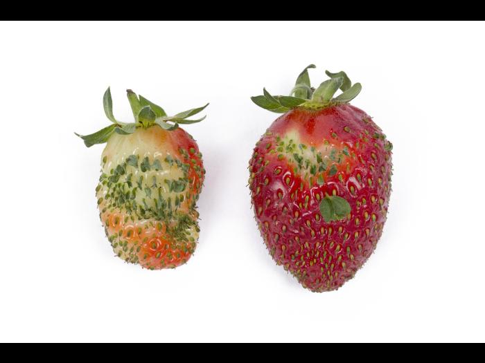 Fraise - Phyllodie_2