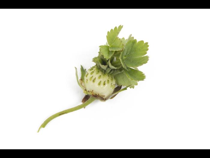 Fraise - Phyllodie_3