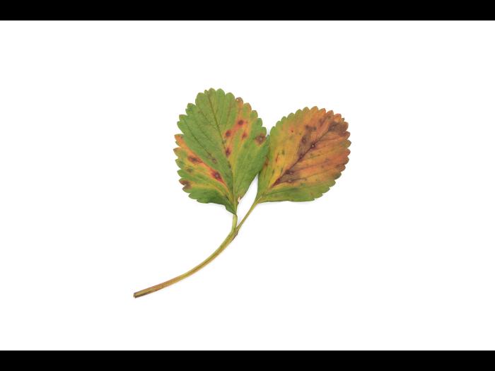 Fraise - Brûlure des feuilles (Paraphomopsis obscurans)_1