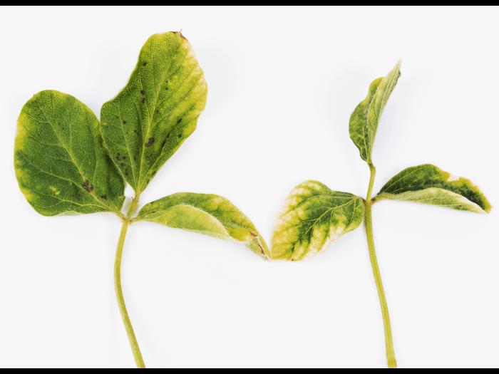 soya - glyphosate (9)_13