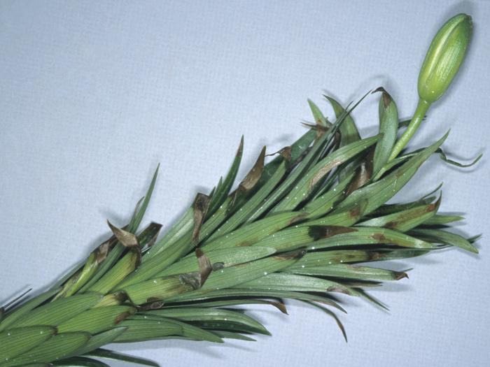 Lis - Manque d'eau_2