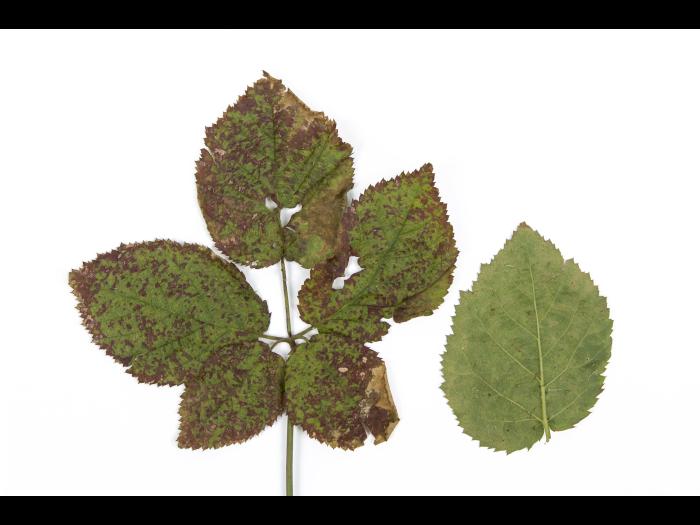 Mûre - pH bas (acide)_1