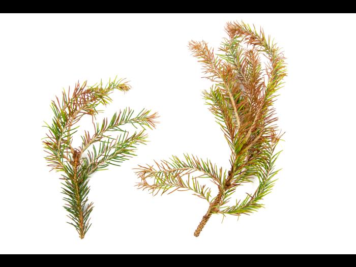 Épinettes_dicamba (4)_2