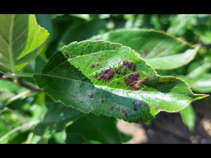 Pomme - cuivre (sulfate de cuivre tribasique) (M1)_4