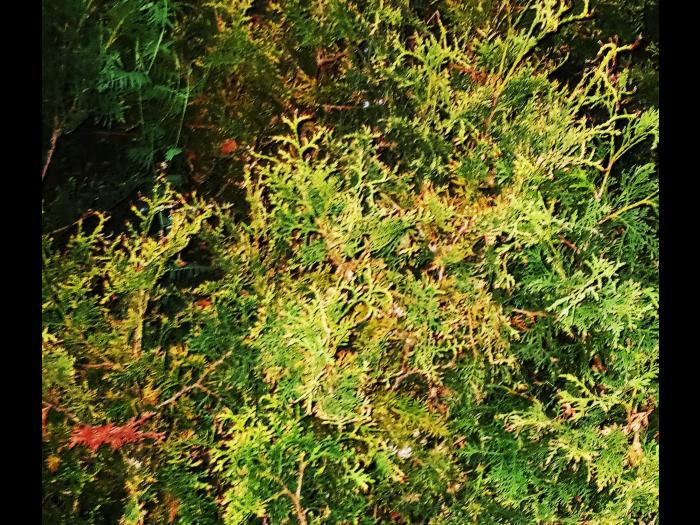 Thuyas_dicamba (4)_1